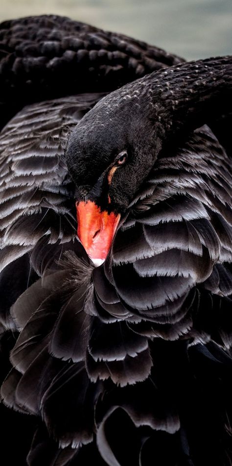 About Wild Animals: Bird Pictures Black Swan Animal, Swan Wallpaper, Swan Pictures, Regnul Animal, Mute Swan, Australian Birds, Bird Pictures, Bird Photo, Black Swan