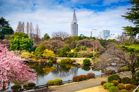 Shinjuku-gyoen was designed as an imperial retreat (completed 1906); since opening to the public in 1951, it's become a favourite destination for Tokyoites in need of a quick escape from the hurly-burly of city life. The spacious manicured lawns are perfect for picnicking. Don’t miss the greenhouse… Shinjuku Gyoen National Garden, Japanese Park, Japan Honeymoon, Places In Tokyo, The Garden Of Words, Shinjuku Gyoen, Himeji Castle, Shinjuku Tokyo, Roppongi