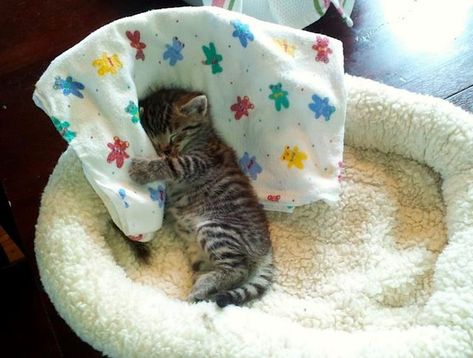 Sleepy Kitten, Kitten Pictures, Baby Kittens, Cute Cat Gif, Sleepy Cat, Cats Kittens, Funny Cat Memes, Cute Cats And Kittens, Cute Kittens