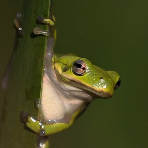 Red Eye Green Tree Frog, Green Tree Frog Painting, American Green Tree Frog, Rainforest Tree Frog, Tree Frog Photography, Green Tree Frog, Green Frog, Tree Frogs, Frog And Toad