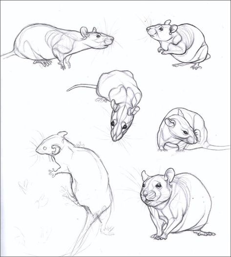 Rat Face Drawing, Rat Drawing Reference, Mouse Anatomy, Rat Anatomy, Rat Reference, Rat Drawing, Pencil Drawing Ideas, Pencil Drawings Of Animals, Animal Study