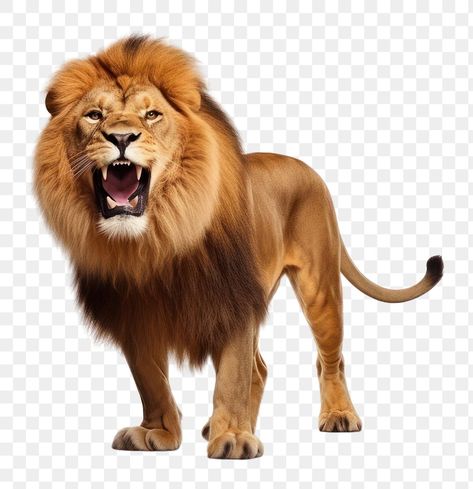 Lion Png, Islamic Image, Murugan Wallpapers, Animal Body Parts, Lion Artwork, Lord Murugan Wallpapers, Roaring Lion, Lord Murugan, Animal Wildlife