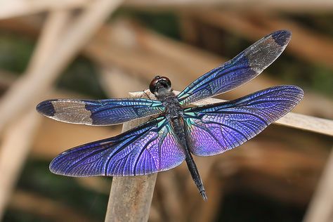 https://flic.kr/p/bQsGzT | purple dragonfly | Rhyothemis fuliginosa Dragonfly Symbolism, Dragonfly Images, Purple Dragonfly, Dragonfly Photos, Dragon Flys, Gossamer Wings, Dragonfly Insect, Butterfly Dragonfly, Dragonfly Dreams