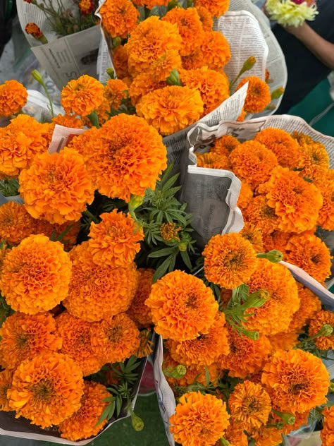 Flowers, sunday morning, pretty flowers, flower bouquet, aesthetic flowers, farmers market flowers, fresh flowers, pastel colored flowers Orange Carnation Flower, Pastel Orange Aesthetic, Flowers Farmers Market, Flower Bouquet Aesthetic, Farmers Market Flowers, Bouquet Aesthetic, Market Flowers, Orange Bouquets, Flowers Pastel