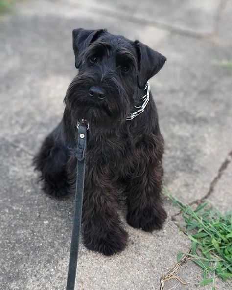 Mini Schnauzer Aesthetic, Black Standard Schnauzer, Schnauzer Black, Black Mini Schnauzer, Black Miniature Schnauzer, Black Giant Schnauzer, Schnoodle Dog, Miniature Schnauzer Black, Black Schnauzer