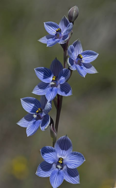 Australian Orchids, Australian Gothic, Orchid Photography, Australian Flowers, Australian Native Flowers, Macro Flower, Unusual Flowers, Australian Native, Pretty Plants