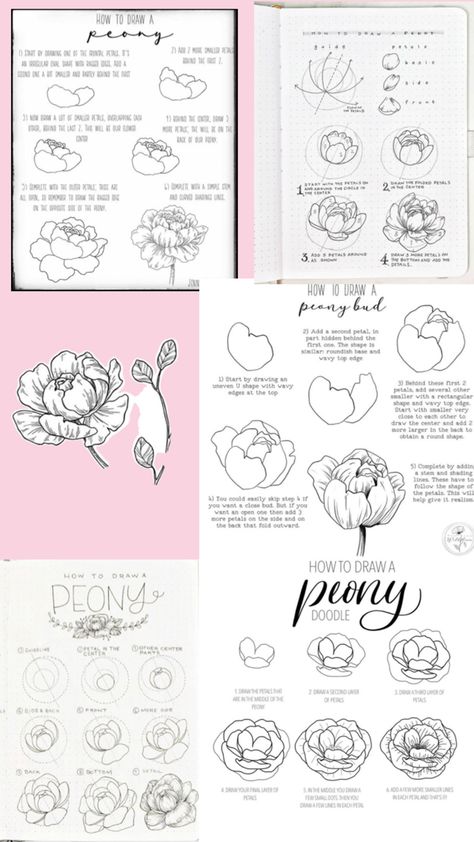 Peony Flower Peony Flower Drawing Step By Step, Peony Flower Illustration, How To Draw Peony, How To Draw A Peony, Peony Drawing Tutorial, How To Draw Peonies, Draw Peony, Peony Reference, Draw A Peony