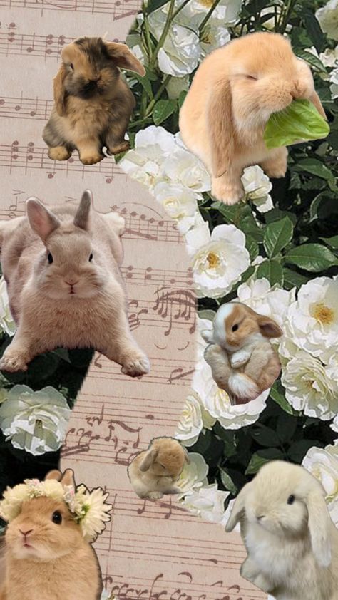 Bunny Background Aesthetic, Rabbit Wallpaper Aesthetic, Bunny Aesthetic Wallpaper, Fall Bunny Wallpaper, Cute Rabbit Wallpaper Aesthetic, Bunny Wallpaper Iphone, Cute Rabbit Wallpaper Iphone, Iphone Wallpaper Rabbit, Bunny Collage Wallpaper