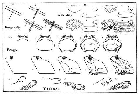 Frogs & dragonflies! Perfect for our August Outdoor Hour Challenges #homeschool Frog Life Cycle, Frog Life, Frog Drawing, Graphics Fairy, What To Draw, Art How, Learn How To Draw, Drawing Lessons, Life Cycle