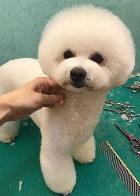 20 Best Bichon Frise Haircuts for Your Puppy – The Paws Bishon Dogs Haircut, Bichon Frise Haircut Styles, Bison Frise, Black Bichon Frise, Crochet Bichon Frise Free Patterns, Bichon Frise Aesthetic, Bichon Frise Puppy, Bichon Dog, Bichon Frise Rescue