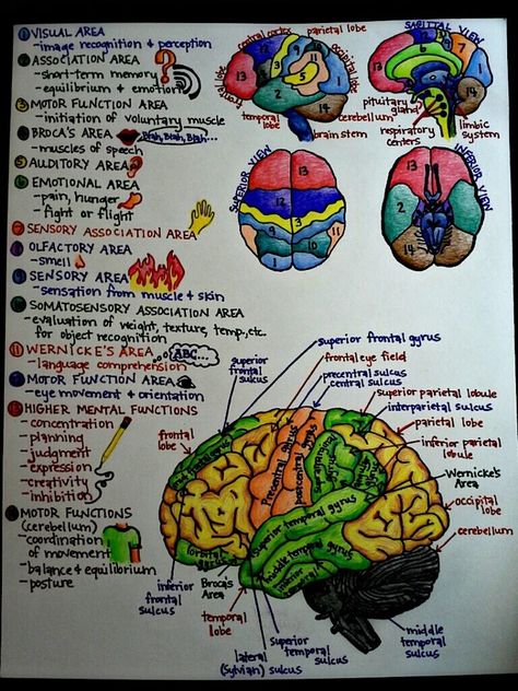 Brain structure and function - MCAT Biology and Psychology Brain Structure, Brain Anatomy, The Human Brain, Medical School Studying, Nursing School Notes, Human Anatomy And Physiology, Nursing Tips, Nursing Study, Nursing Notes