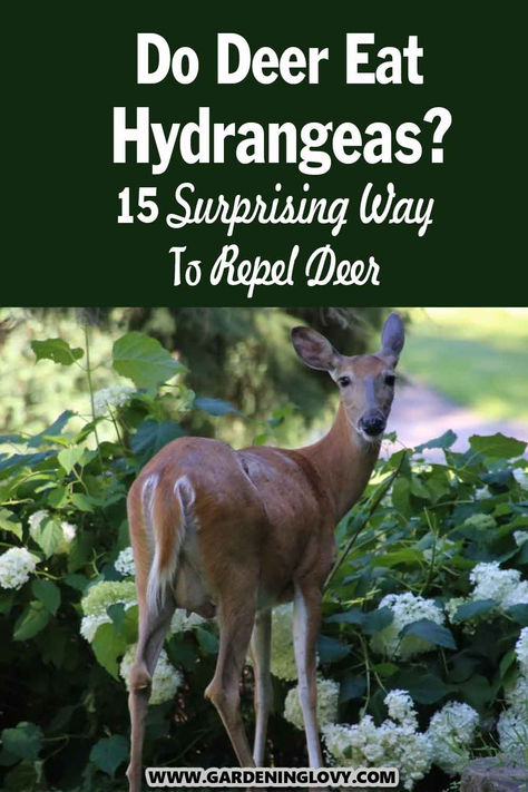 The majestic blooms and the heavy foliage of Hydrangeas is too irresistible to Deers, and they leap onto any chance they get to strip down these plants. Do you've a garden or yard with hydrangeas and concerned with deer? Read this post to learn how to protect the plants from these animals. Deer Deterent, Deer Repellant, Hydrangea Leaves, Gardening Plants, Diy Plants, Hedges, Gardening Tips, Garden Landscaping, Hydrangea