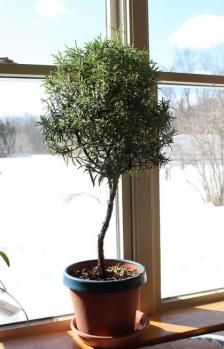 Rosemary Bush, Rosemary Tree, Plant Friends, Tattoo Plant, Tree Tutorial, Windowsill Garden, Rosemary Plant, Growing Veggies, Miniature Trees