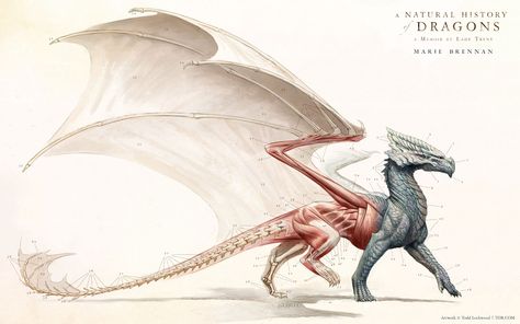 Natural History Of Dragons, Todd Lockwood, Dragon Anatomy, Dragon Designs, Dragon Sketch, Dragon Images, Dragon Artwork, Dragon Drawing, A Dragon