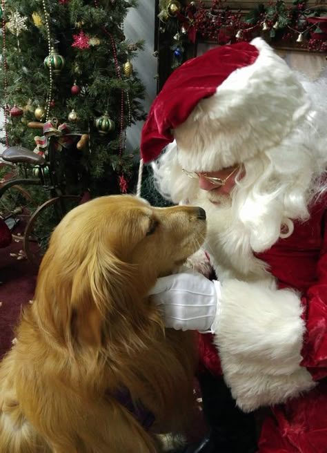 Dog portraits with Santa-December 25th Golden Retriever Christmas, Christmas Dogs, Santa Paws, Christmas Puppy, Retriever Puppy, Sweet Dogs, Golden Retrievers, Christmas Animals, Christmas Pictures