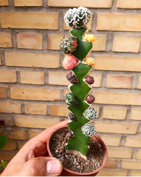 cactus collector on Instagram: “#cactuscollector #cactus #cactos #cacti #nature #green #naturelovers #kaktus #кактус #plant #design #cactusthai #suculentas #cactalicius…” Cactus Grafting, Flower Bookey, Plant Grafting, Succulent Projects, Mini Cactus Garden, Flower Film, Grafted Cactus, Kaktus Dan Sukulen, Rainbow Cactus