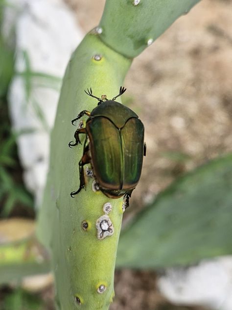 Figeater beetle Wooly Chafer Beetle, Figeater Beetle, Scarab Beetle, Beetles, Fantasy World, Amazing Nature, Aesthetic Pictures, Bugs, Nature