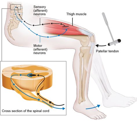 Neurological Examination, Neurological Assessment, Physician Assistant School, Muscle Testing, Spinal Nerve, Medical School Studying, Muscle Weakness, Animal Anatomy, Chronic Migraines