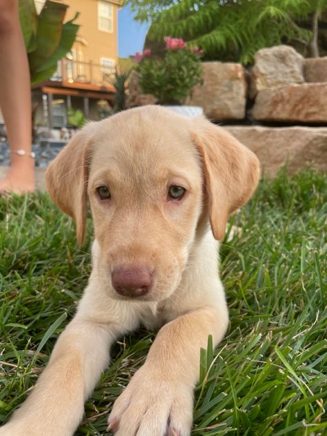 Her name is ivy!!🐶🐶🐶🐶 Golden Labrador Aesthetic, Golden Lab Aesthetic, Lab Retriever Mix Puppy, Dudley Labrador, Yellow Lab Puppy Aesthetic, Blonde Labrador Pup, Lab Dogs, Labrador Retrievers, Lab Puppies