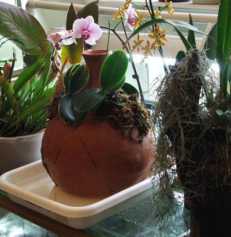 orchids and air conditioners good discussion   "I think any troubles with air conditioning would be the same ones you're probably already dealt with for central heating... don't have the plants directly in a draft, compensate for humidity loss, and try to avoid wide changes in temperature that happen quickly. Clay Pot Irrigation, Orchid Roots, Growing Orchids, Orchid Pot, Orchid Care, Beautiful Orchids, Orchid Plants, Clay Pot, Beautiful Blooms