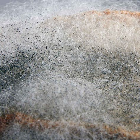 What to Know About Rhizopus Stolonifer (Black Bread) Mold Black Bread, Manitoulin Island, Bread Mold, Stone Fruits, The Family Handyman, Types Of Mold, Mother Earth News, Medical Laboratory, Diy Garden Furniture