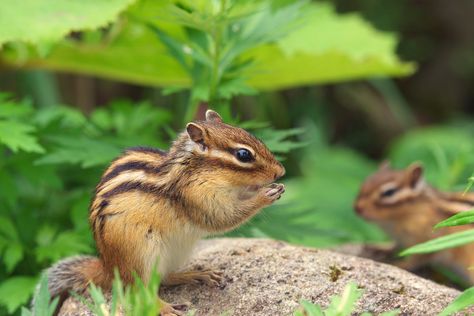 What Do Chipmunks Eat? You'll Be Surprised to Know - Pet Ponder What Do Chipmunks Eat, Chipmunk Food, Types Of Grass, Bird Eggs, Human Food, Red Squirrel, Pet Rats, City Garden, Small Birds