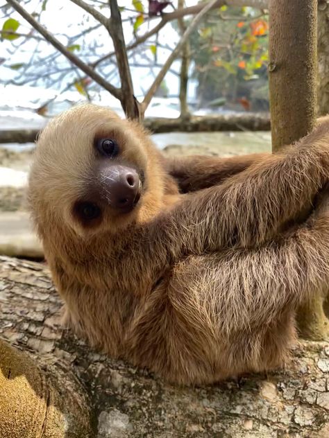 Baby Sloth Costa Rica Baby Sloth, Latin America, Sloth, Costa Rica, Kangaroo, Animals, Quick Saves