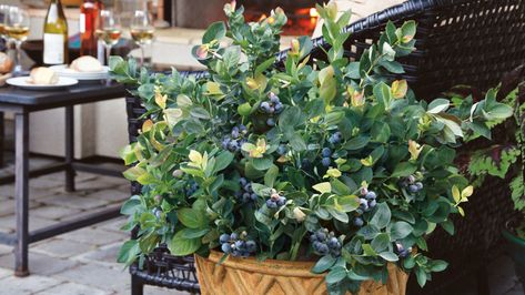 How to Grow Blueberries in Pots (the secret is four “Ps”) – Grow Beautifully Container Berries, Planting Palette, Blueberry Bush, Spring Foliage, Yummy Fruit, Growing Blueberries, Fruit Bearing Trees, Blueberry Plant, Growing Tomatoes In Containers