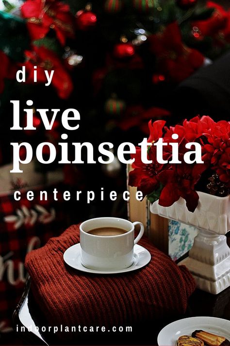 Make your home look incredible this holiday season by creating a live poinsettia centerpiece out of plant cuttings from your poinsettia house plants. This guide will take you ten minutes or less! #holiday #plantcare #poinsettia Poinsettia Centerpiece, Indoor Plant Care Guide, Centerpiece Diy, Diy Crafts Home Decor, Indoor Plant Care, Diy Crafts Home, Gardening Tips For Beginners, Plant Cuttings, House Plant Care