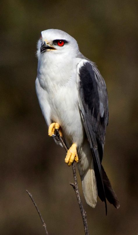 Black Shouldered Kite Kite Bird, Power Animal, Bird Wings, Kinds Of Birds, Nature Birds, Birds Of Prey, Wild Birds, Nature Animals, Bird Watching