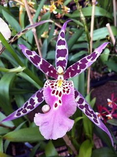 Orchid Garden Ideas, Spider Orchid, Rare Orchids, Orchid Garden, Exotic Orchids, Orchids Garden, Unusual Plants, Unusual Flowers, Orchid Plants