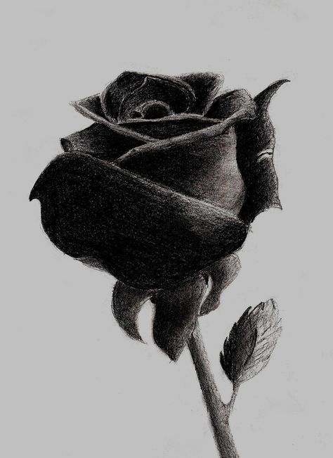 Rose Study Drawing, Black Roses Drawing, Black Rose Sketch, Black Rose Drawing, Black Rose Painting, Black Rose Art, Soundcloud Logo, Black Baccara Roses, Black Rose Bouquet