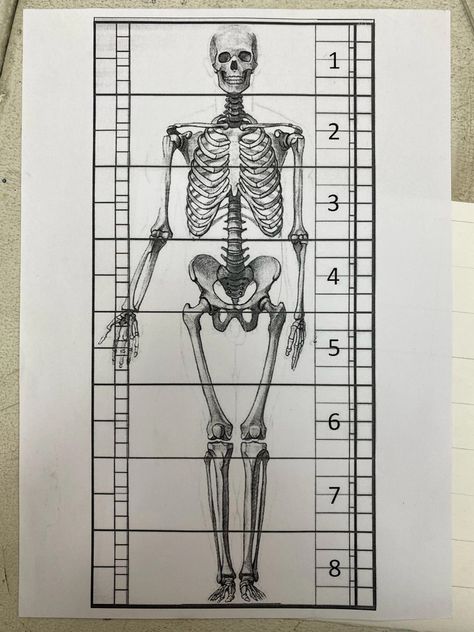 Skeleton Reference Anatomy, Skeleton Art Reference, Anatomy Basics, Skeleton Diagram, Body Proportion Drawing, Skeleton Poses, Skeleton Structure, Anatomy Bones, Skeleton Anatomy