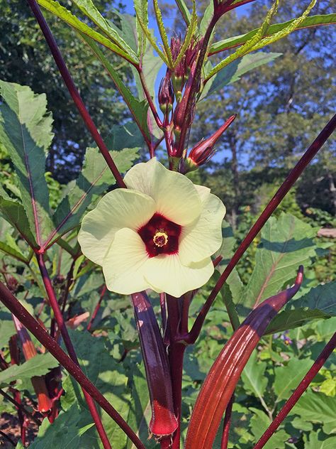 Plant red okra as a beautiful ornamental in your veggie garden!   GardenLady.com | I Love Red Burgundy Okra Plants Okra Plant, Okra Seeds, Spinach Seeds, Fire Candle, Annual Flowers, Organic Seeds, Heirloom Seeds, Perennial Garden, Okra