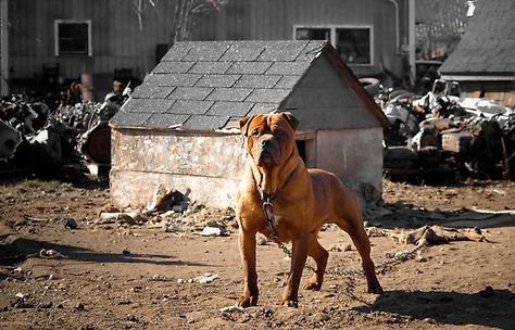 Junkyard dog Junkyard Dog, Junk Yard, Kirby Art, Dog Pics, A Short Story, Dog Modeling, Backyard Inspo, Dog Tattoo, Dog Pin