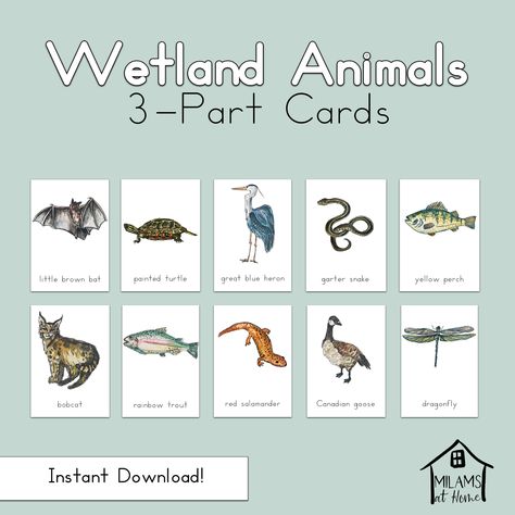 Wetland Animals, Lake Sturgeon, Lake Animals, Wildlife Pond, Conservation Activities, Garter Snake, Montessori Homeschool, Canadian Goose, Turtle Painting