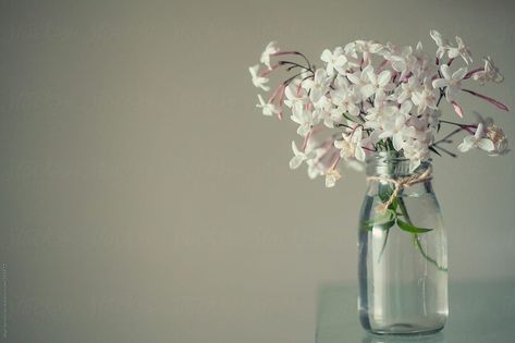 Freshly picked Jasmine in a small glass vase. Small Glass Vase, Small Glass Vases, Jasmine Flowers, Freshly Picked, Glass Vase, Royalty Free Stock Photos, Vase, Water, Glass