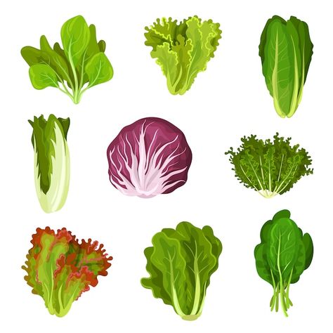 Collection of fresh salad leaves, radicc... | Premium Vector #Freepik #vector #leafy-vegetables #lettuce-leaf #chinese-cabbage #kale Salad Drawing, Lettuce Romaine, Kale Vegetable, Broccoli Vegetable, Ornamental Cabbage, Pork Salad, Leaf Vegetable, Vegetable Design, Different Types Of Vegetables