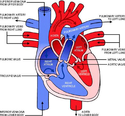 Diagram Of Heart, Heart Blood Flow, Human Heart Diagram, Human Heart Drawing, Thoracic Cavity, Anatomy Organs, Tricuspid Valve, Heart Diagram, The Human Heart