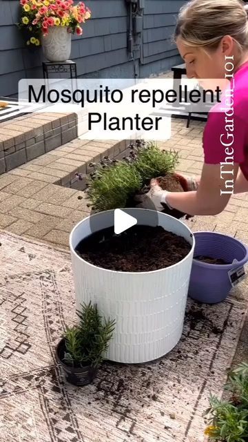 Mosquito Plants, Natural Mosquito Repellant, Mosquito Repelling Plants, Painted Concrete Porch, Bug Repellent, 10k Views, Garden Oasis, Mosquito Repellent, Plant Nursery