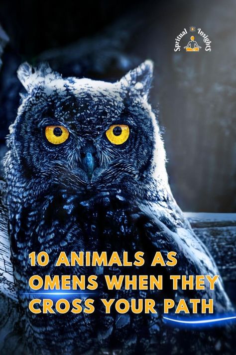 10 Animals as Omens When They Cross Your Path Animals As Omens, Animal Omens, Spiritual Lifestyle, 10 Animals, Mean Cat, Animal Spirit Guides, Animal Guides, Dream Symbols, Crows Ravens