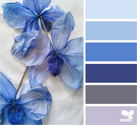 Design Seeds: Flora Blues Provence Color Palette, Interior Design Colour Palette, Blue China Print, Edith Head Gowns, Design Seeds Color Palette, Seeds Color Palette, Design Colour Palette, Art Color Combinations, In Color Balance