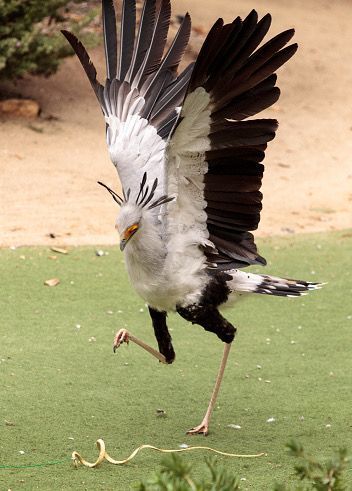 Sagittarius Serpentarius, Secretary Bird, Animal Study, Bird Watcher, Pretty Animals, Like Animals, Silly Animals, Animal Sketches, Exotic Birds