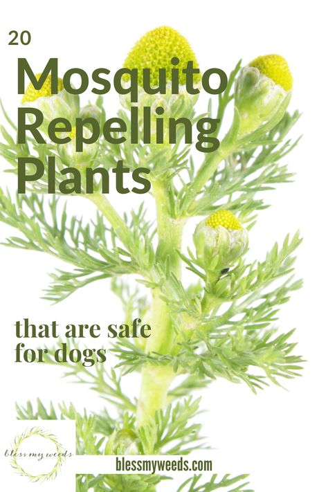 Mosquito Repelling Plants Container, Plants That Repel Flies, Mosquito Repellent Plants, Dog Safe Plants, Insect Repellent Plants, Best Mosquito Repellent, Diy Mosquito Repellent, Plants That Repel Bugs, Mosquito Plants