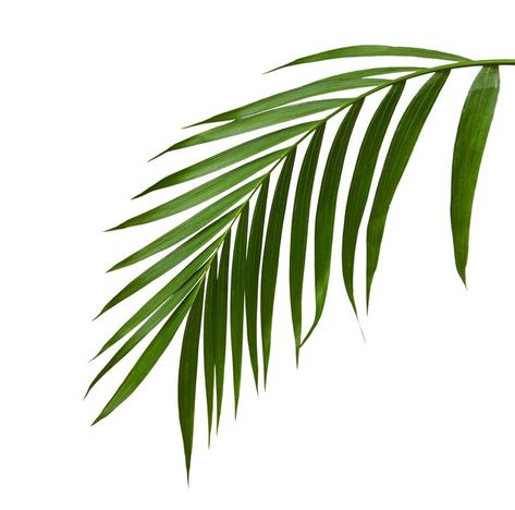 Long Leaf Tattoo, Procreate Images, Quang Ho, Creative Pizza, Leaves Sketch, Palm Branch, Palm Tattoos, Dj Photos, Palm Tree Leaves