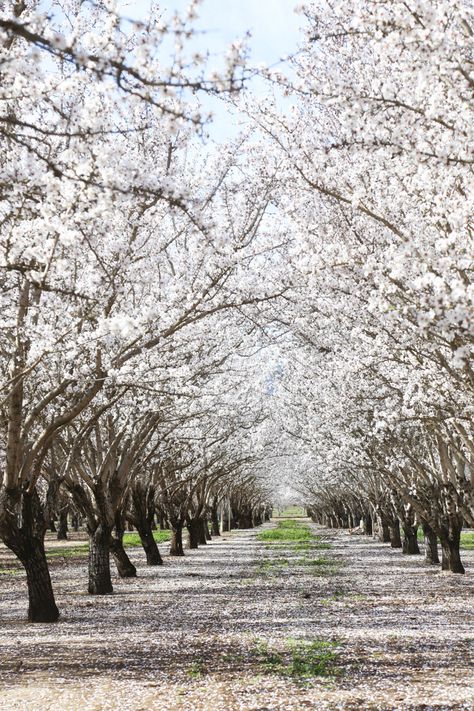 Almond orchards in bloom near Woodland, California Almond Blossoms Photography, Almond Orchard, Woodland California, Spring Activity, Almond Blossoms, Tree Tunnel, Almond Tree, Vernal Equinox, Almond Blossom