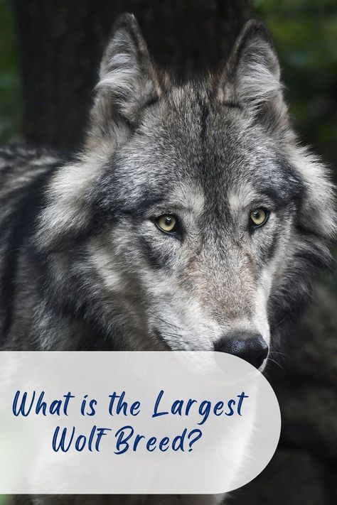 wolf Largest Wolf, Timber Wolf, Grey Wolf, Alaska, Husky, North America, Dogs, Grey, Movie Posters