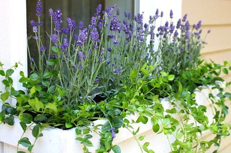 When it comes to planting window boxes, perennial flowers are the bomb diggety. All the cool cats know, buying annuals is lame. Lavender Window Boxes, Low Maintenance Window Box Plants, Plants For Planters, Window Box Plants, Window Box Garden, Garden Boxes Raised, Plant Window, Making Plant Pots, Window Plants