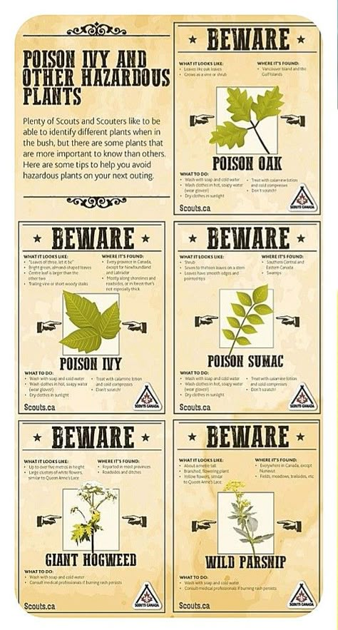 Survival Binder, Herb Knowledge, Nature Knowledge, Survival Basics, Poison Plants, Poison Ivy Plants, Plants Poster, Leaf Identification, Survival Skills Emergency Preparedness