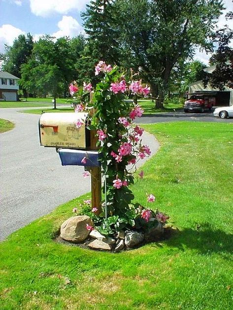 Mailbox Planter, Mandevilla Vine, Cloche Ideas, Mailbox Flowers, Mailbox Garden, Mailbox Landscaping, Mailbox Decor, Small Front Yard Landscaping, Small Front Yard